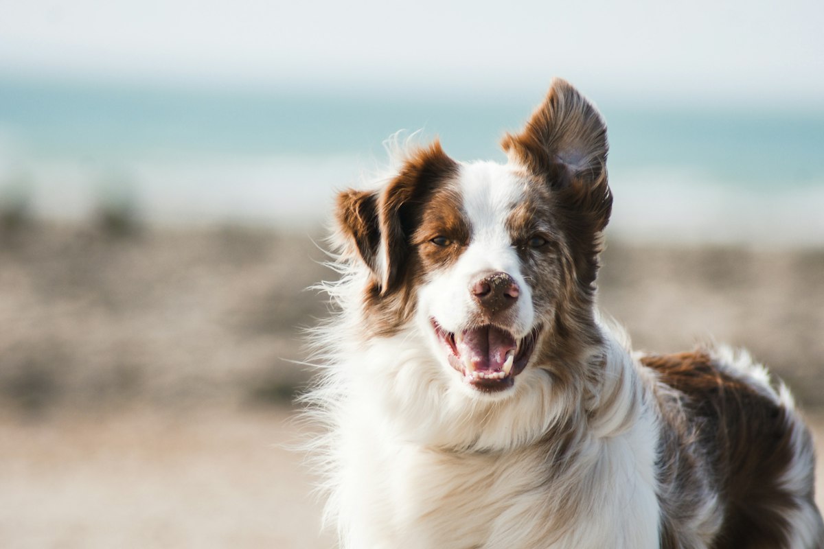 Perro feliz en la playa